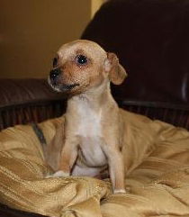 Gidget