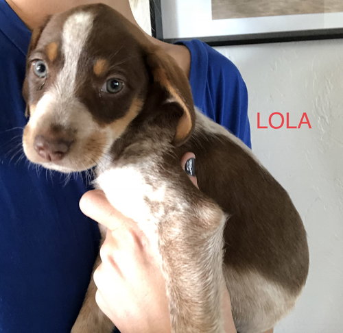 Lola