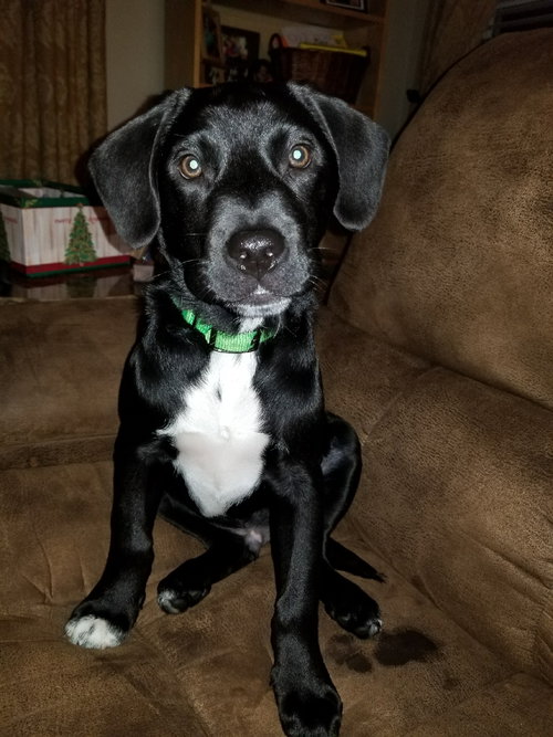 Jengo