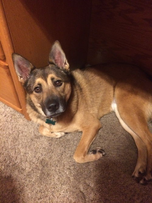 Nikita