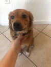 Simba
