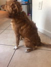 Simba