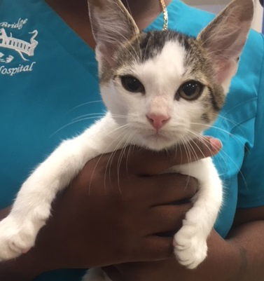 Angel (kitten)