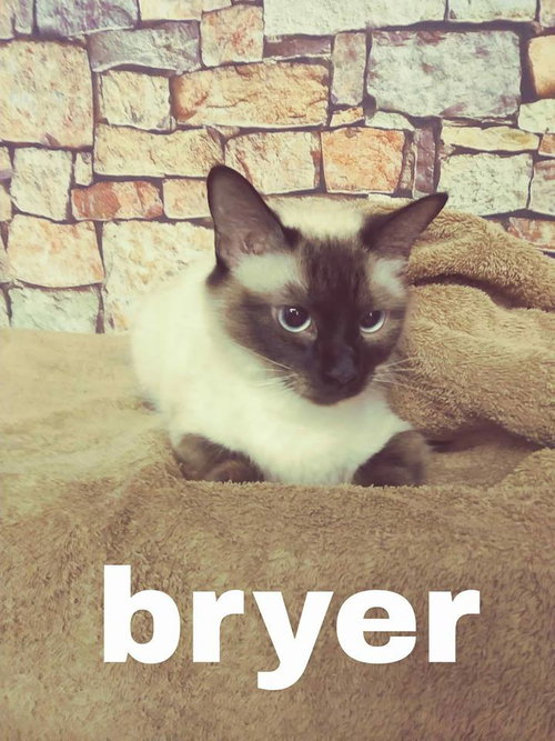 Bryer