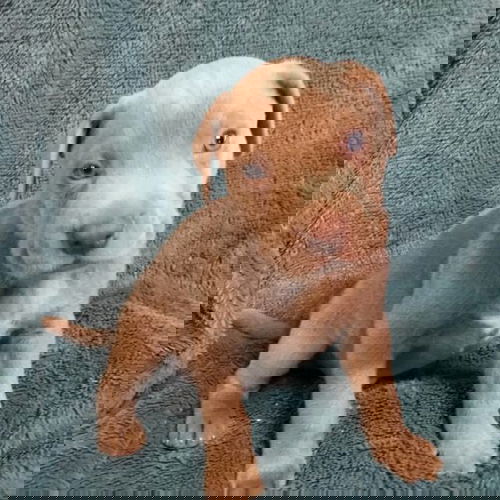 Lando