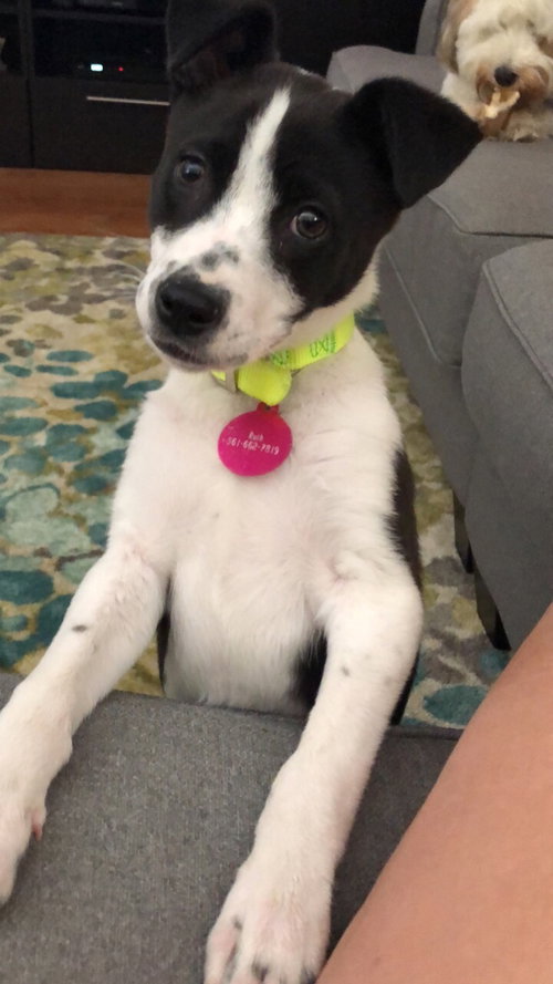 Dot