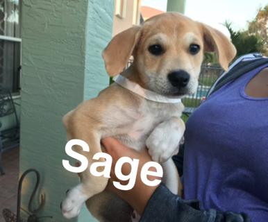 Sage