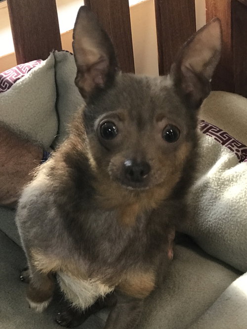 Simba