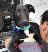 Sweet Pea