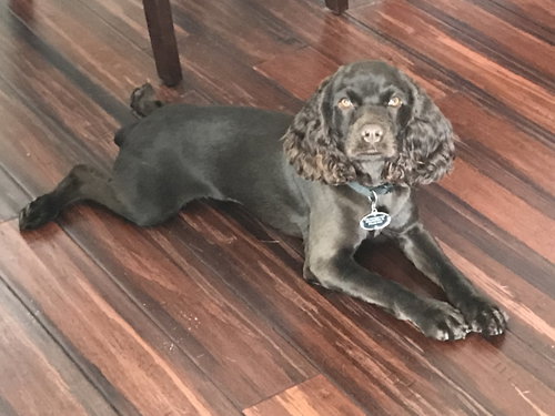 Duke