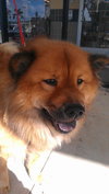 Buki