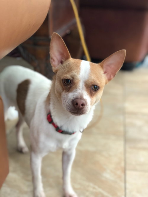 Mr. Peabody