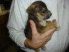 Junior