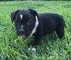 Charlie