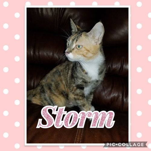 Storm