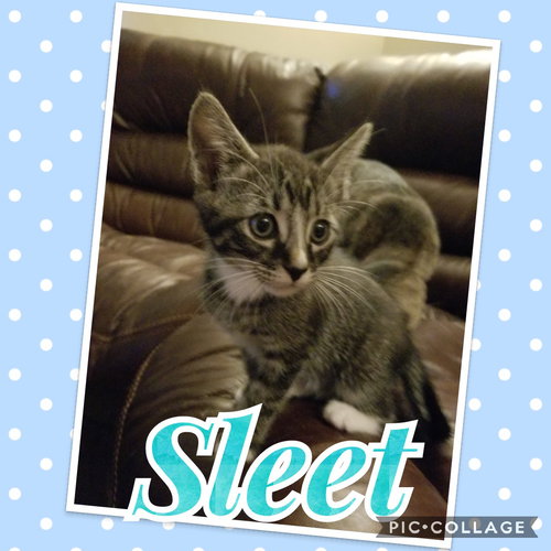 Sleet