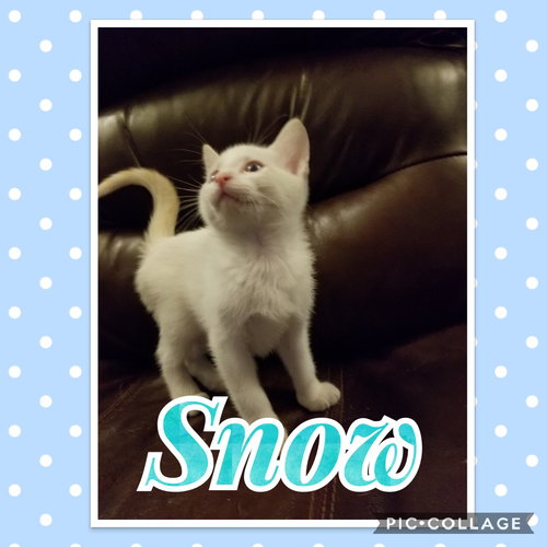 Snow