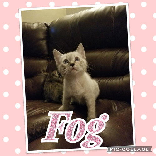 Fog
