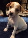 Benji