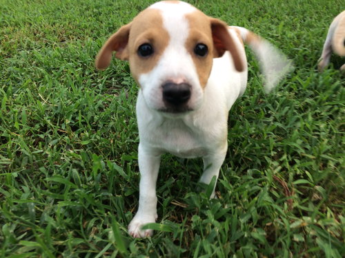 Benji