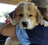 Comanche