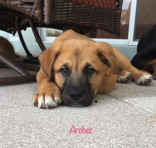 Archer