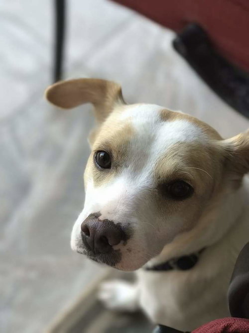 Stella