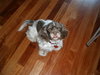 Swiffer