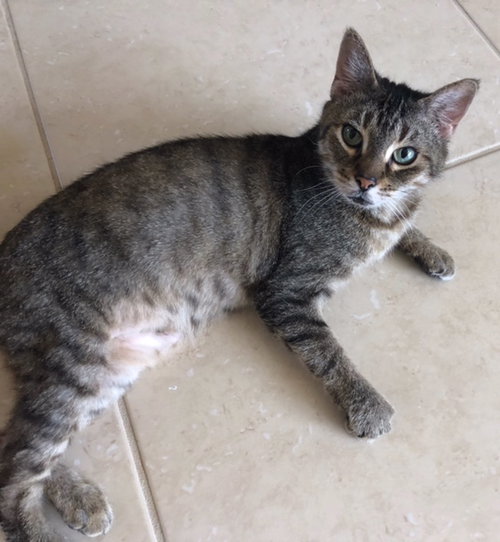 LULU