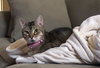 LULU