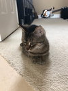 LULU
