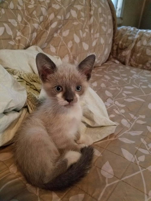 Willow