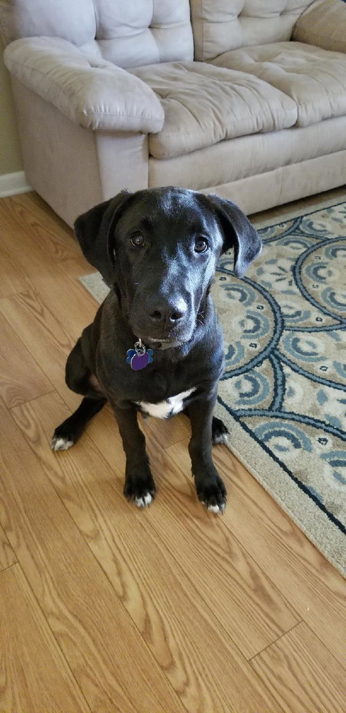 Hondo