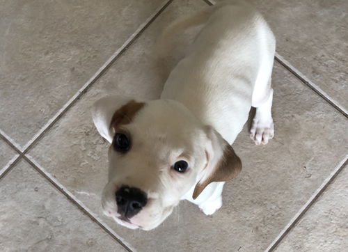 Nova