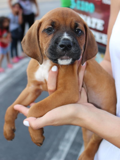 Nugget