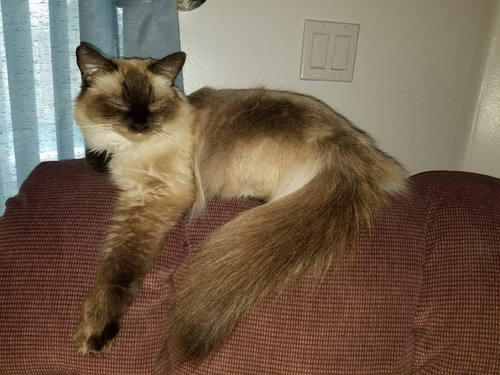 Missy