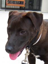 Hershey