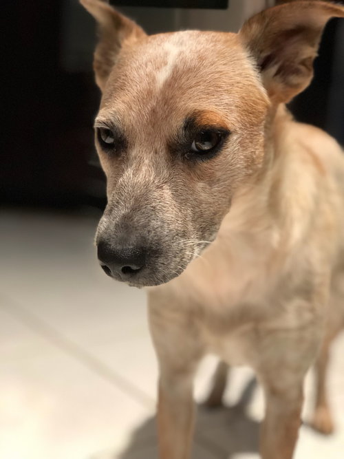 Simone