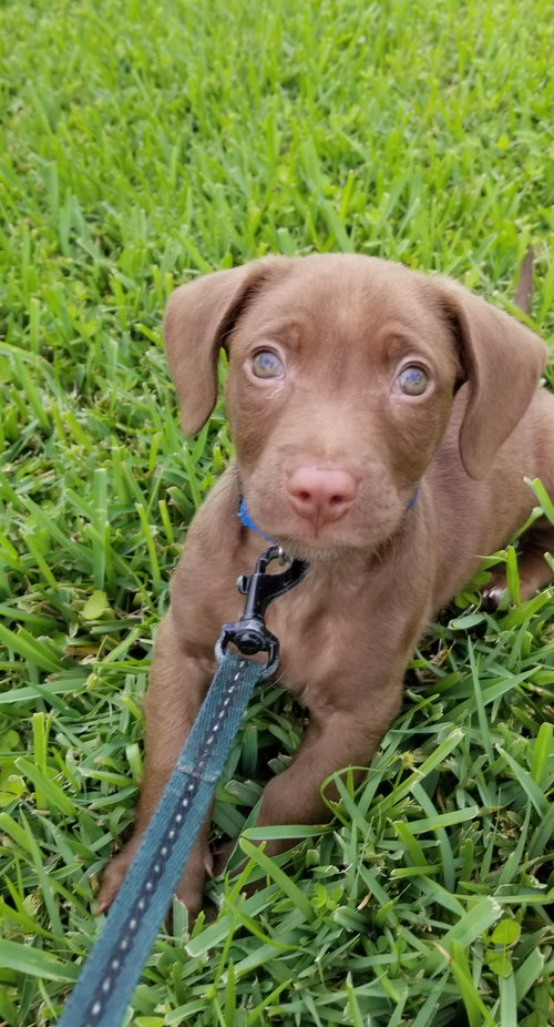 Coco