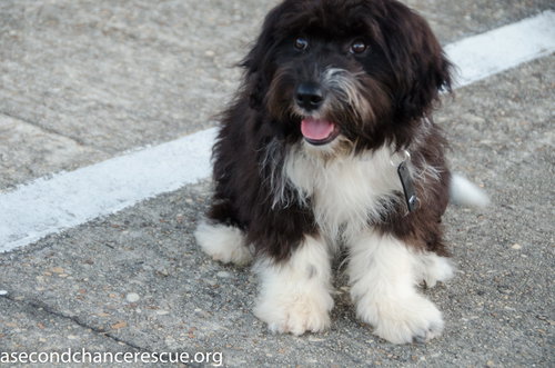 Cooper