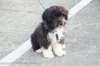 Cooper