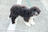Cooper