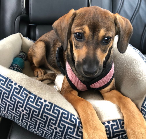 Lulu