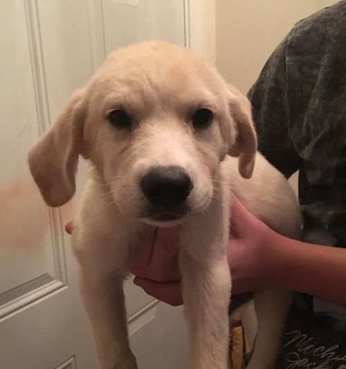 Kaya