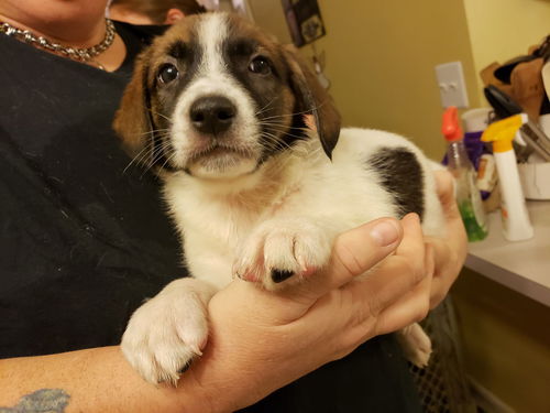 Maximus