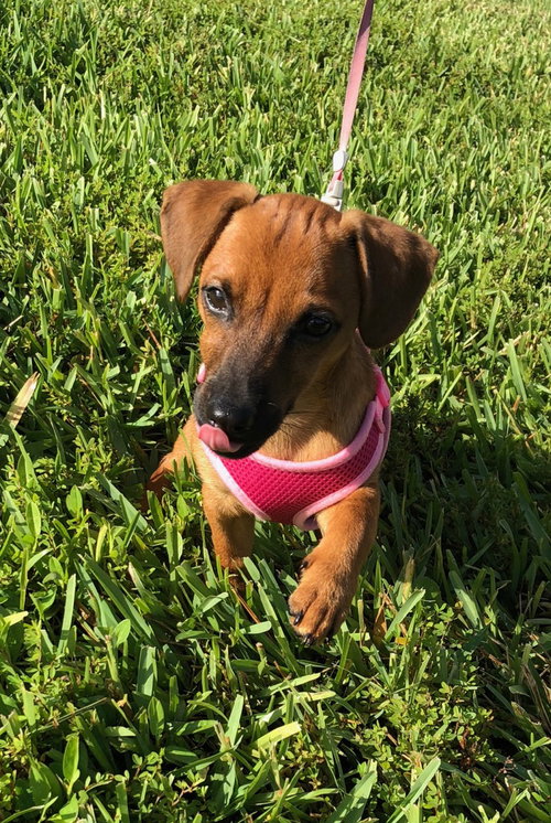 Dora