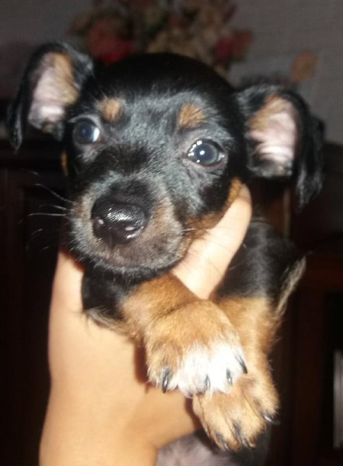 Chili Dog