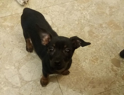 Cheese Dog