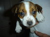 Sprocket