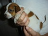 Sprocket